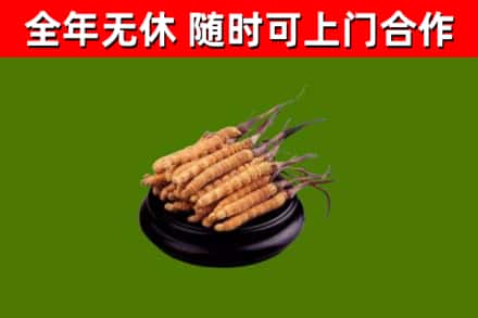 宣化回收冬虫夏草