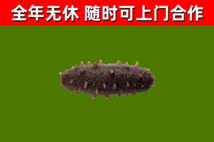 宣化回收海参干